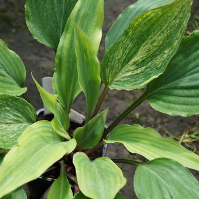 Hosta 'Tokyo Smog'